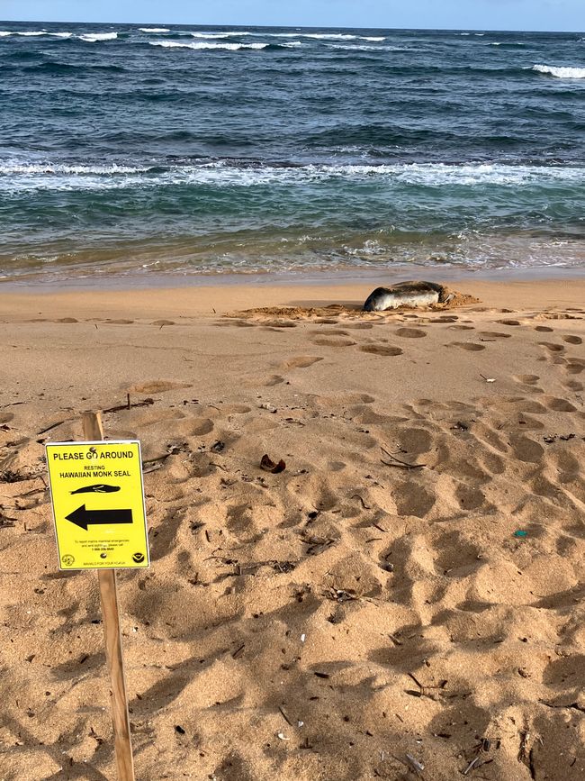 A monk seal 🦭 directly at our beach 🫶🙏