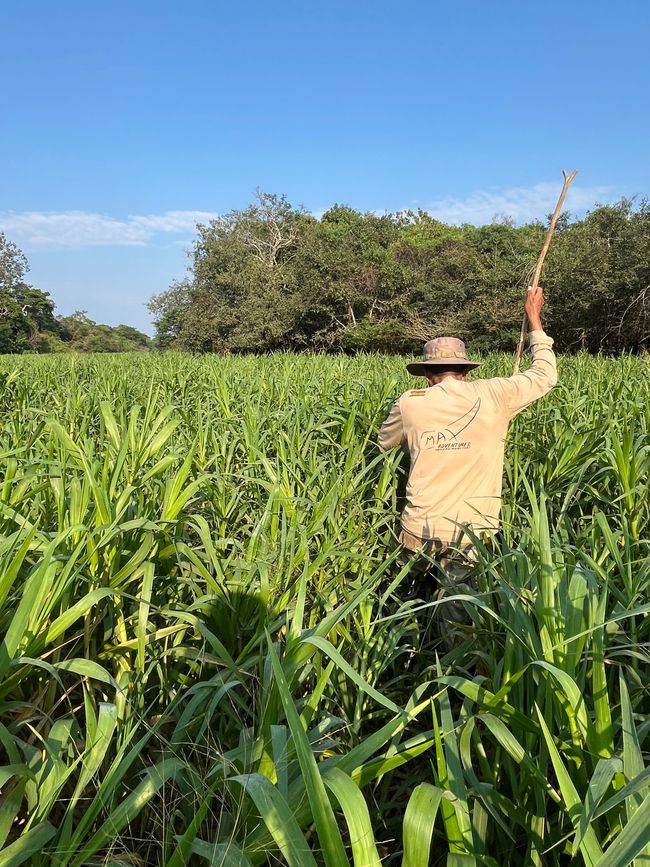 Auf der Suche nach der Anakonda