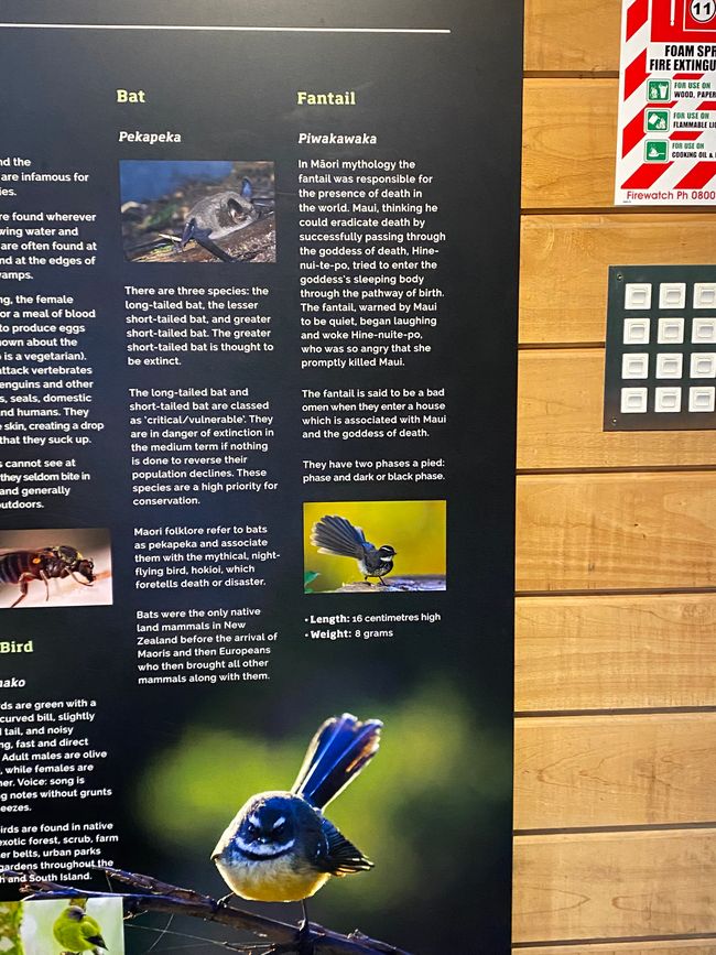 Among the glowing glowworms