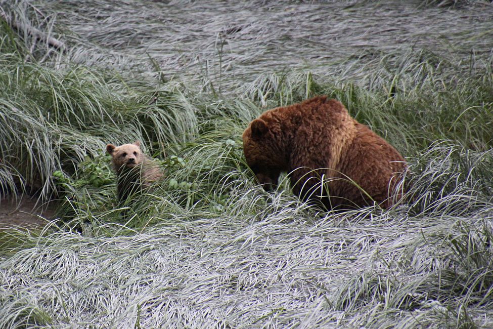 Tag 15: Stewart/Hyder - Grizzlies & (k)ein Salmon Glacier