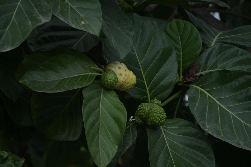 Fruit de Noni