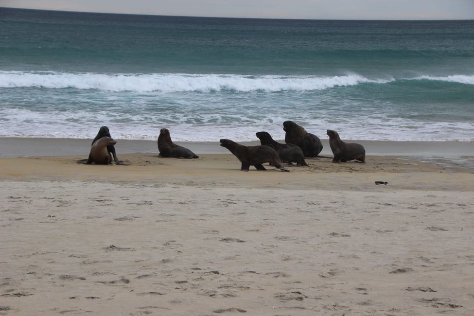NZ sea lions