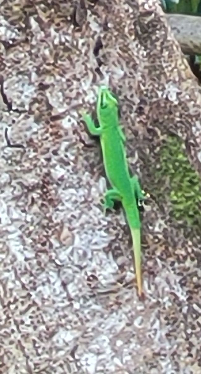 Freigelassene Geckos um die Mückenplage zu dezimieren
