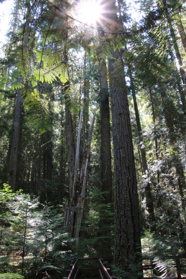 Lupin Falls Trail