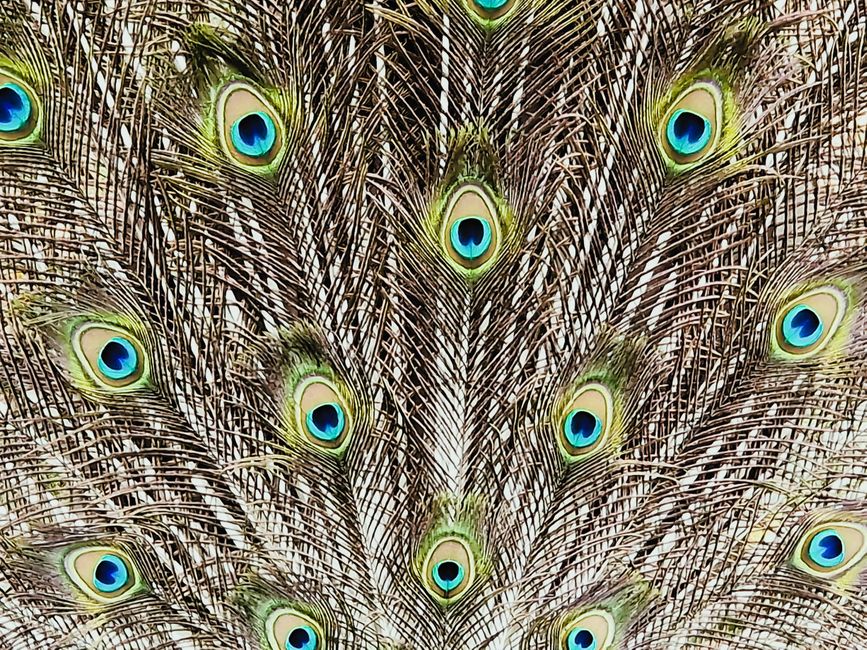 Bird Park