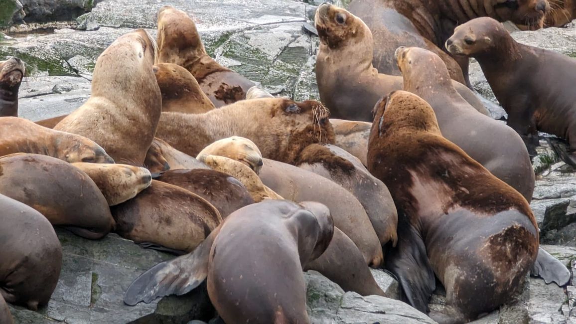 Beagle Channel Navigation mit Patagonia Adventure Explorer