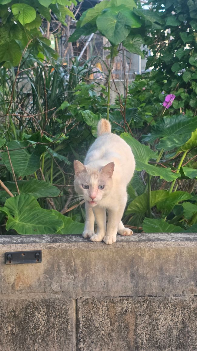 Okinawa Nuchi du takara (Life is the very thing we treasure)