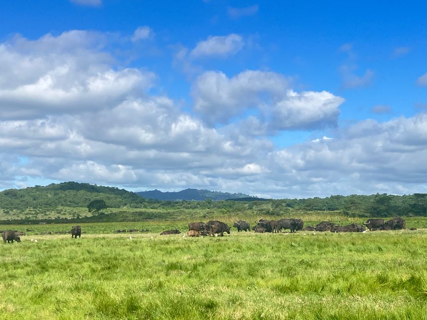 Kilimanjaro y el Parque Nacional Arusha