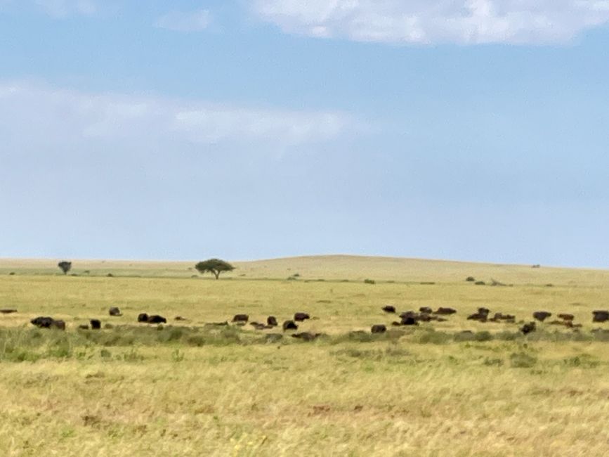 En la Serengeti - Día 2