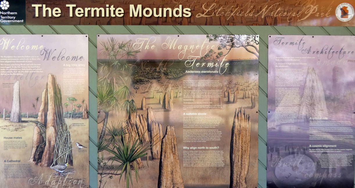 磁性白蚁 mound