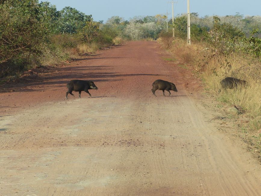 Brazil, Through the Pantanal