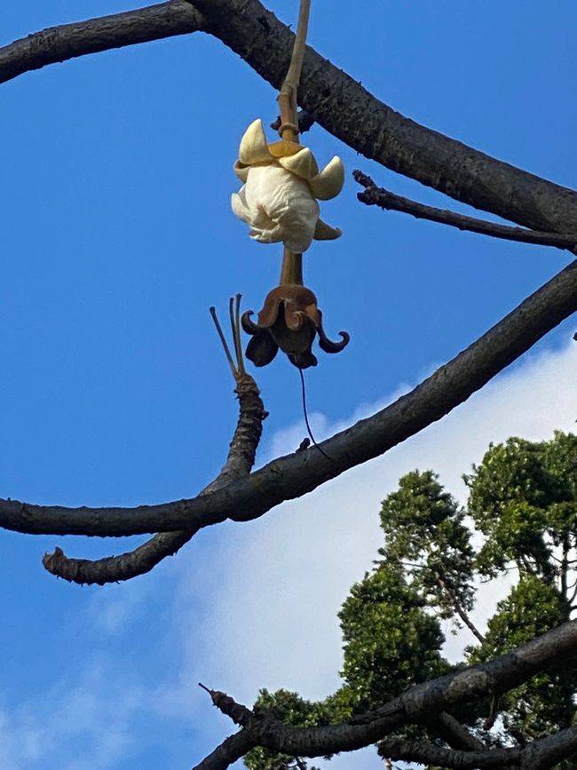 Die Blüten gibt es nur in einer Nacht im Jahr - dafür kann ein Baobab bis zu 3.000 Jahre alt werden.