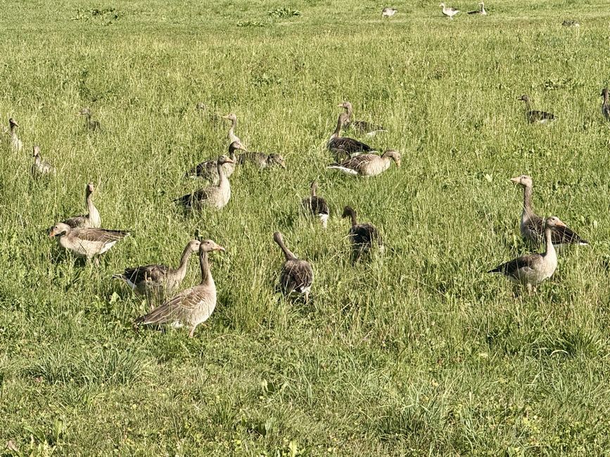 Wild geese