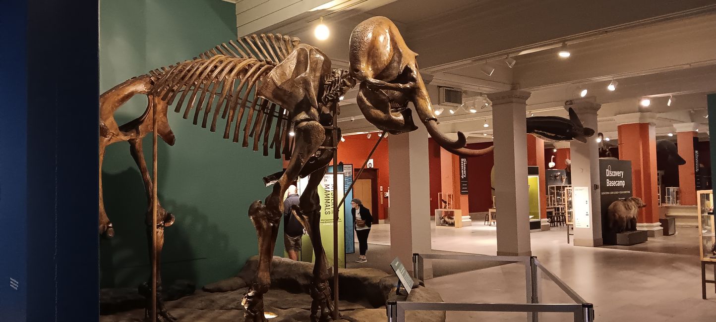 Museum of natural history I