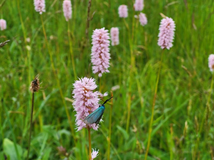 Wurzacher Ried