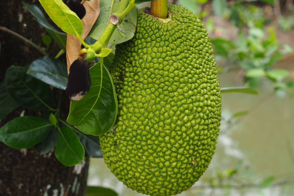 Die Stinkfrucht „Durian“