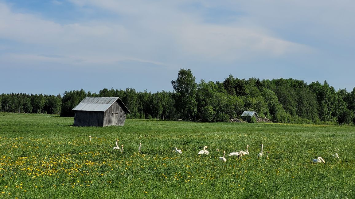 Finlandia 31 de mayo - 14 de junio de 2024/2 de junio