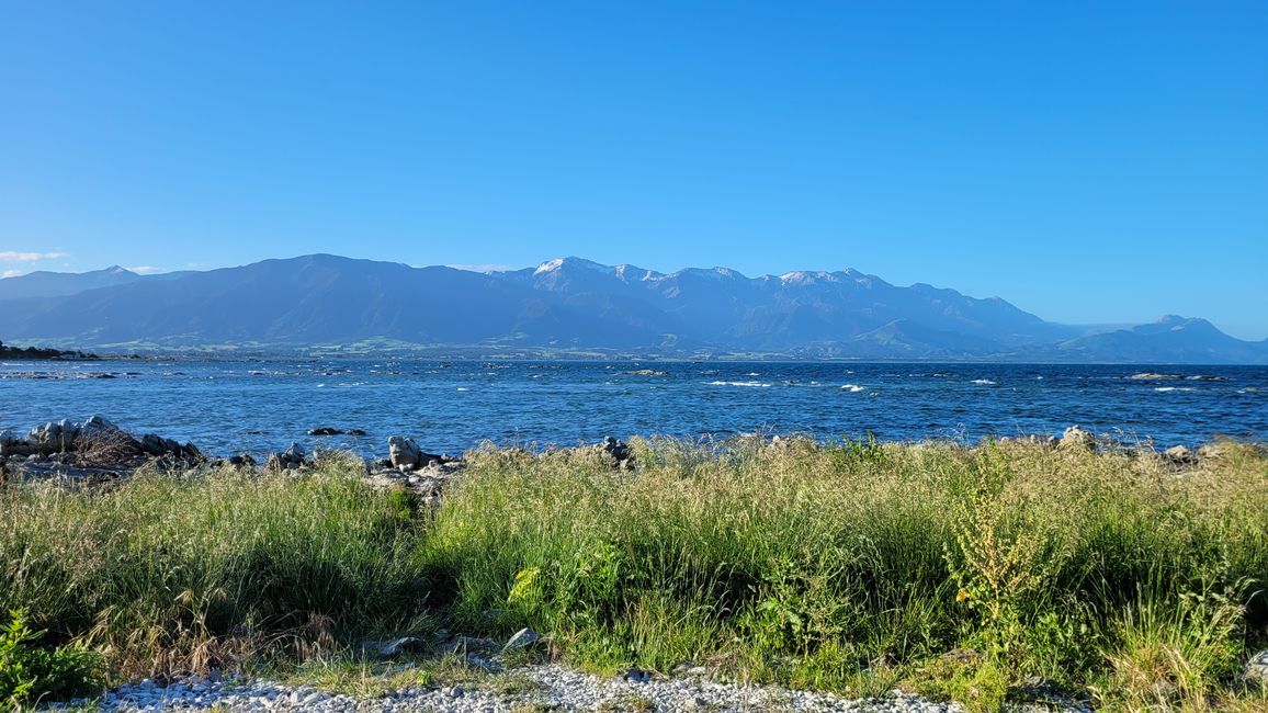 "Animal Watching" in Kaikoura – Part One