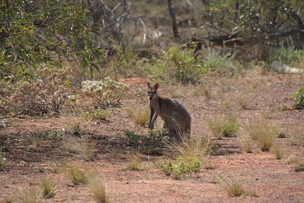 Kangaroo at 80 Mile Beach / Kangaroo at 80 mile beach