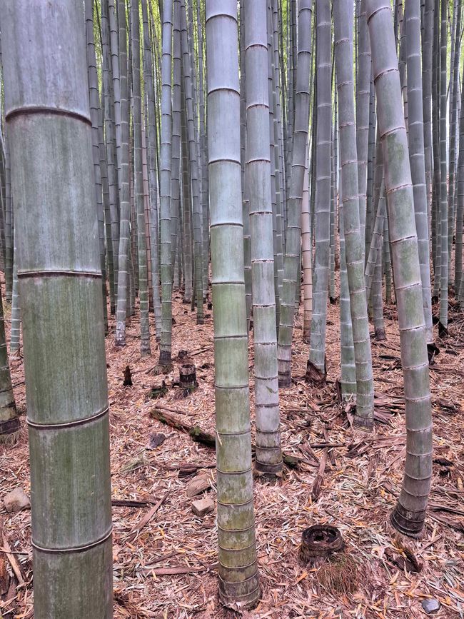 Bosque de Ahopsan