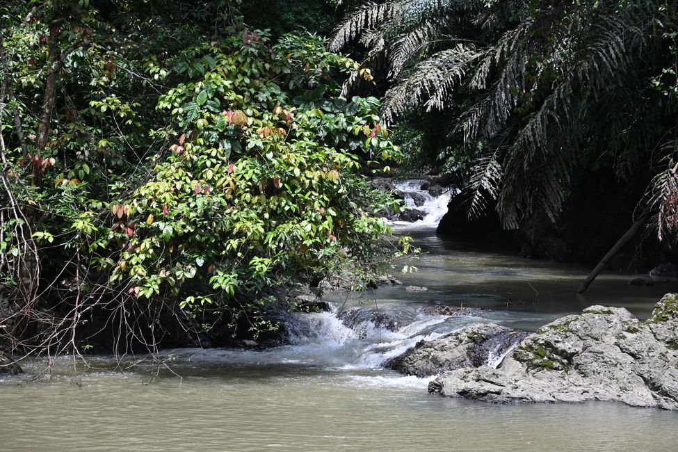 Tabin Wildlife Resort