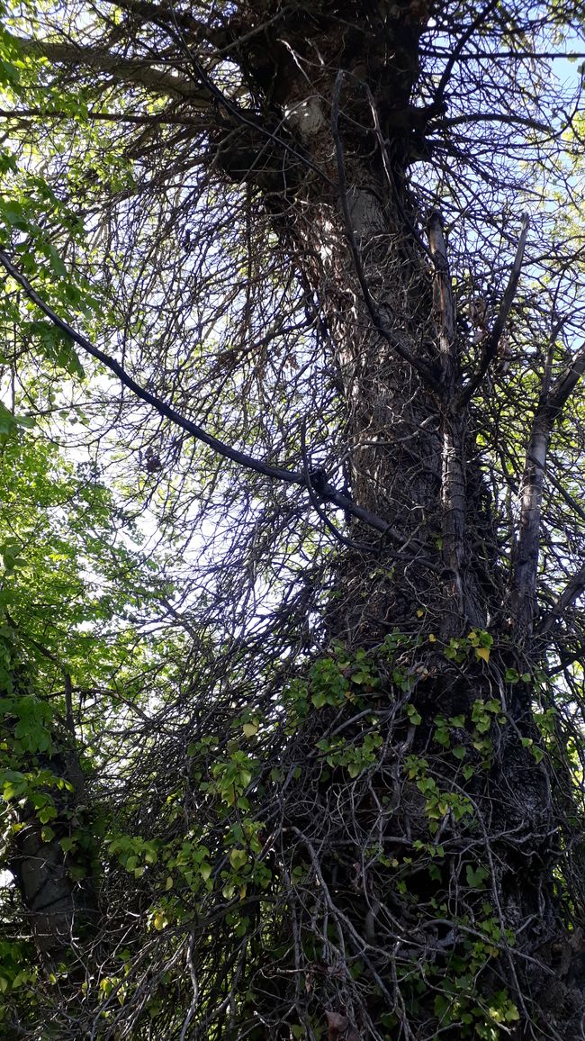 Les forêts fascinent encore et encore, tout comme la stratégie de survie de certains arbres.