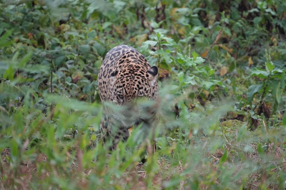 Jaguare en Porto Jofre