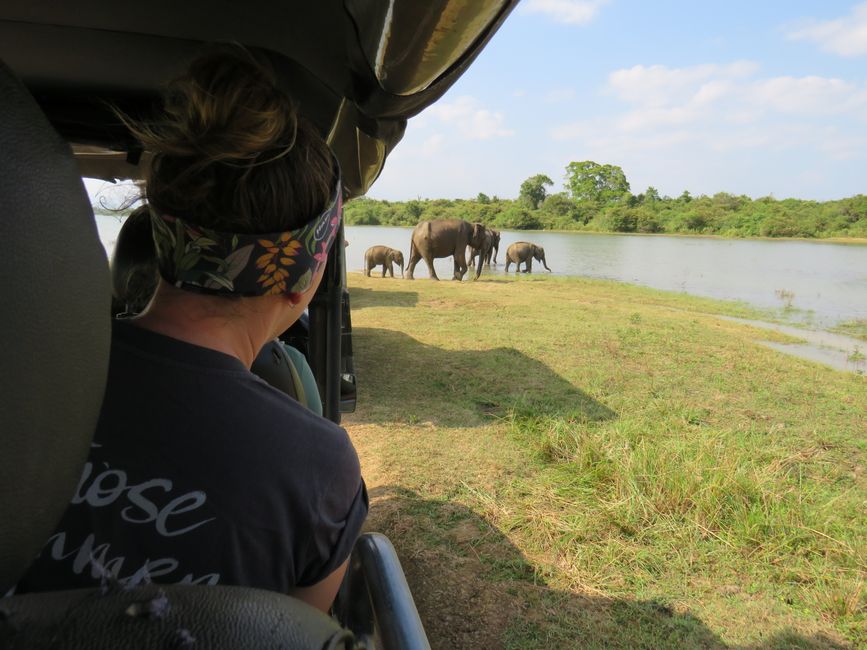 Udawalawa - Safari avec des éléphants