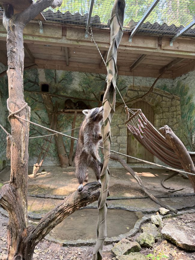 📍Wildpark, Hundshaupten/ 📍Wildlife Park, Hundshaupten