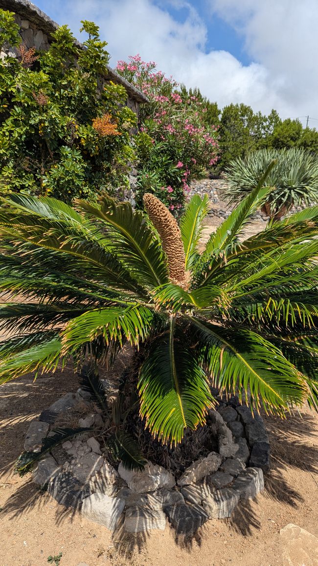 Tag 2: Inseltour auf Porto Santo