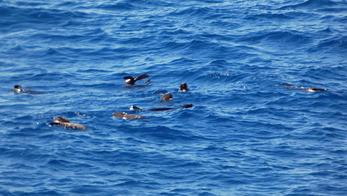 Traversata dall'Isola Robinson Crusoe all'Isola di Pasqua - 4 giorni in mare