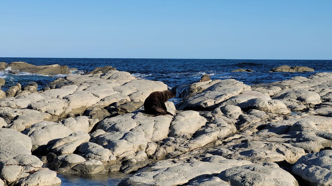 "Animal Watching" in Kaikoura – Part One