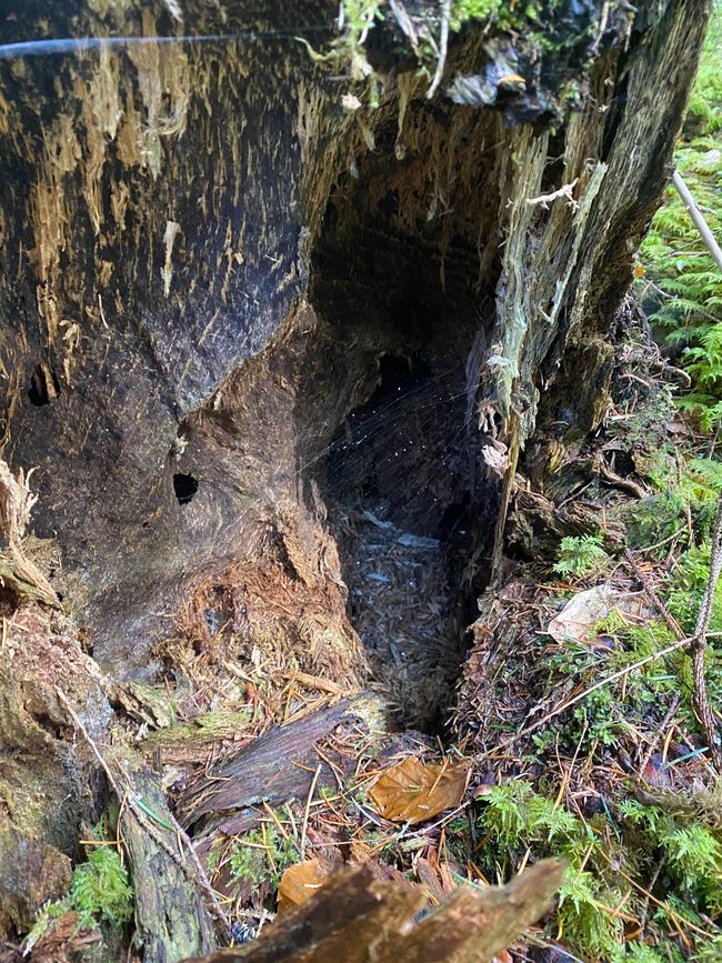 Hier könnte ein Hobbit wohnen