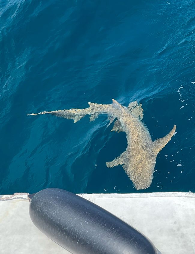 10 Días en Thundufushi - Un Viaje a Través de Aguas Azules, Jardines de Coral y Momentos de Quietud