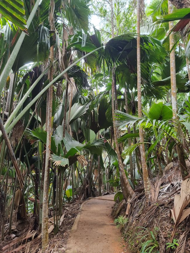 Seychellen - Tag 8: Praslin Nationalpark Vallée de Mai