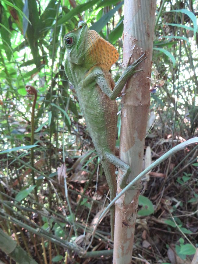 Sinharaja - l'ultima foresta pluviale dello Sri Lanka