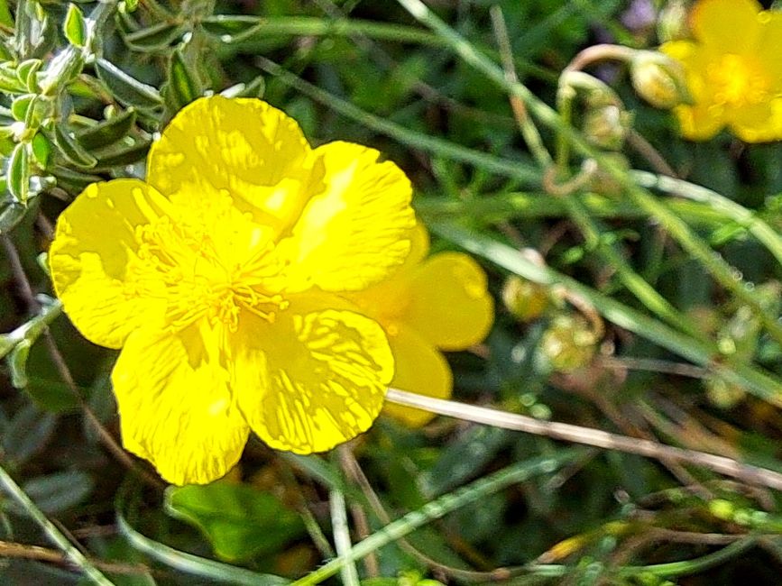 Gelbes Sonnenröschen