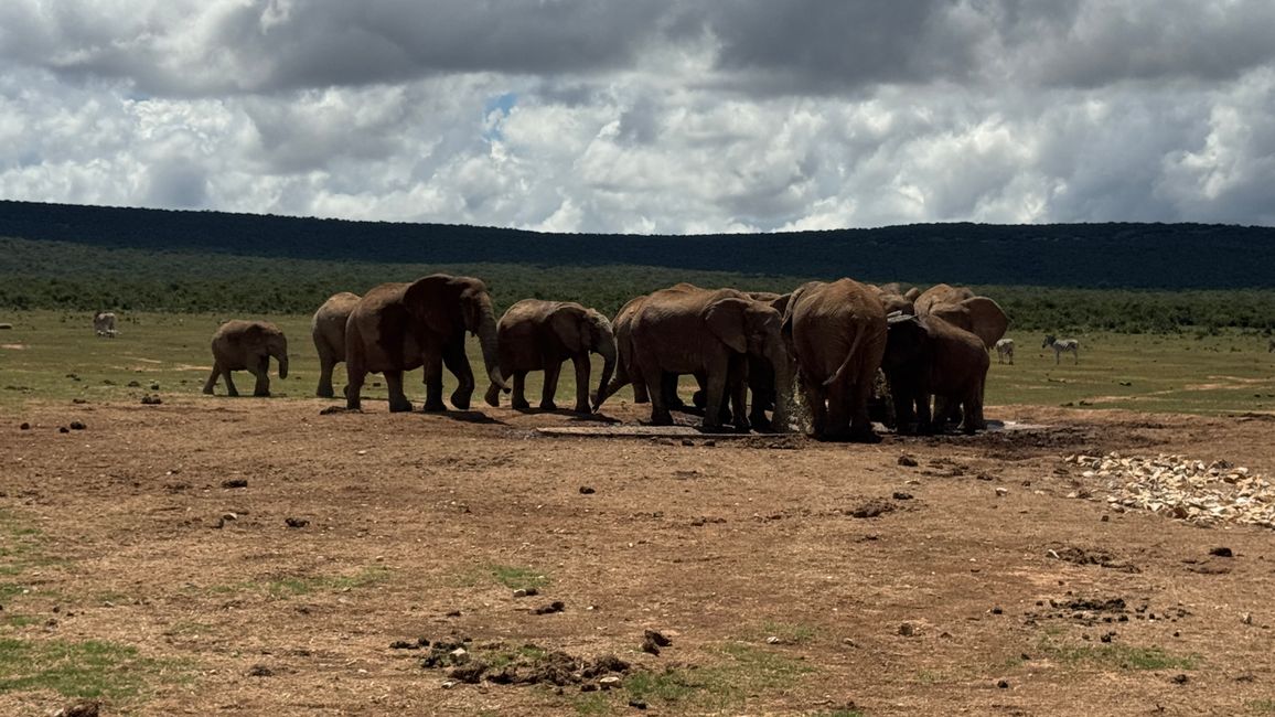 Addo Nationalpark