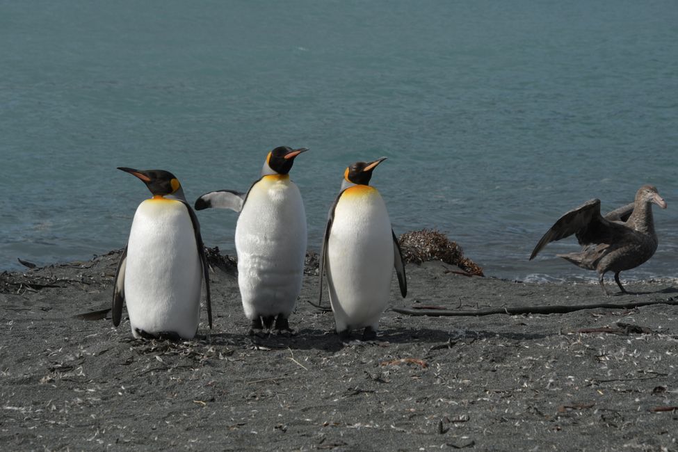 Königspinguine / King penguins