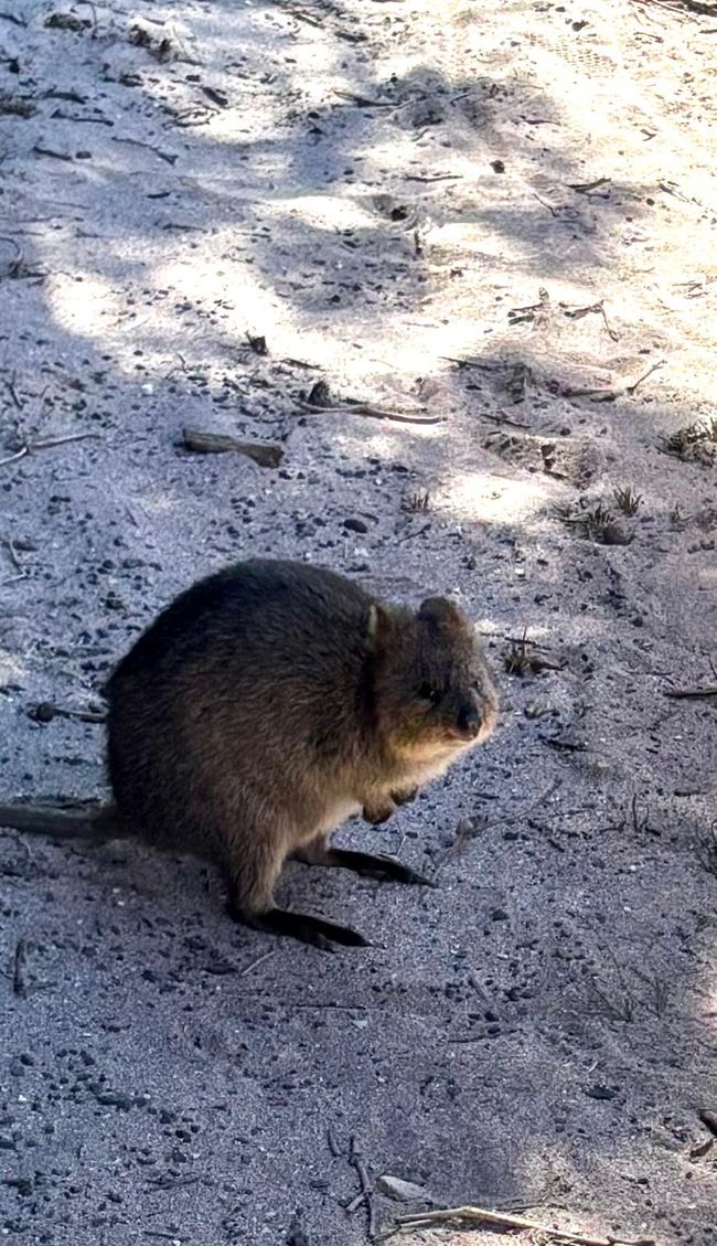Rottnest Island