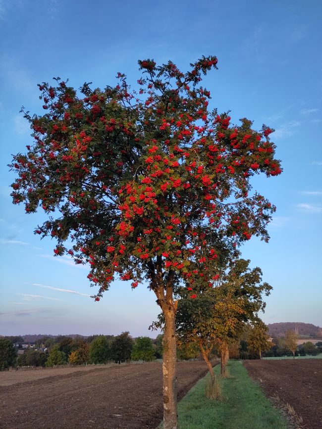 Autumn is coming...