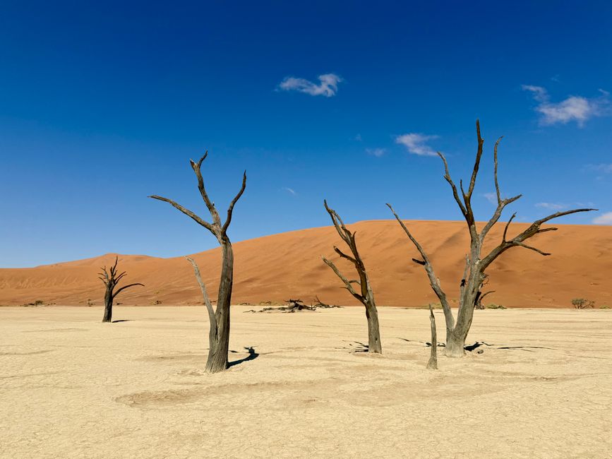 Namibia 2k25 🦓🏜️🐘