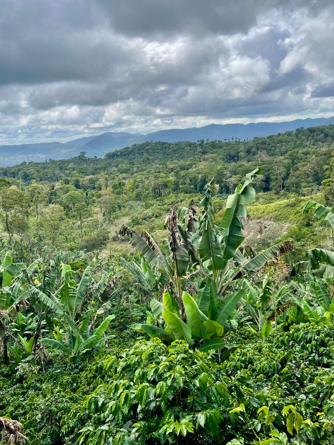 La plantation de café Finca Idealista