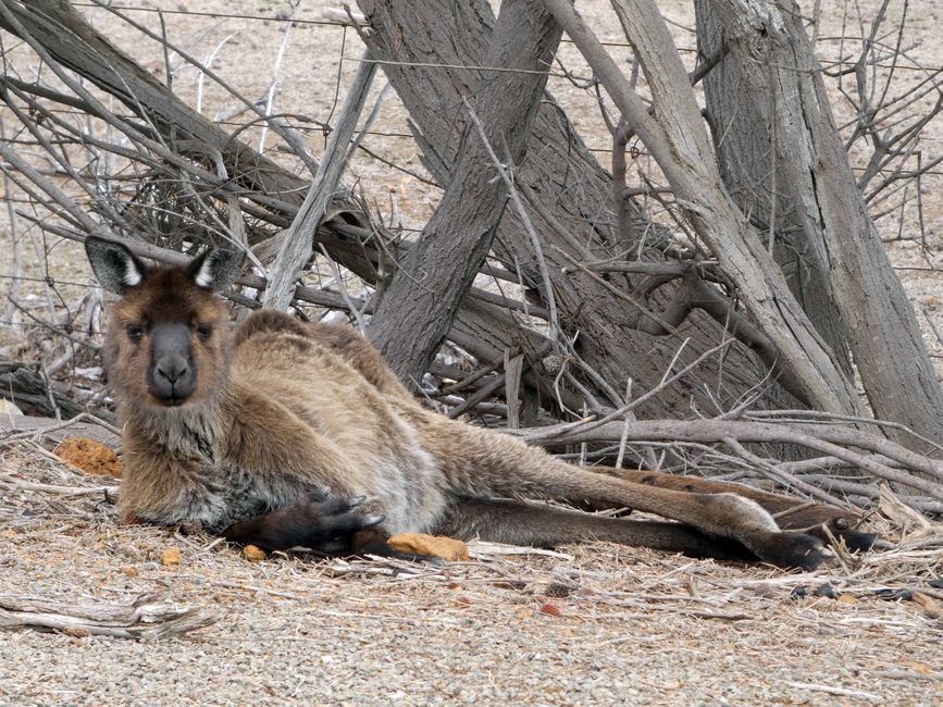 Emu Bay und Stokes Bay, Kangaroo Island