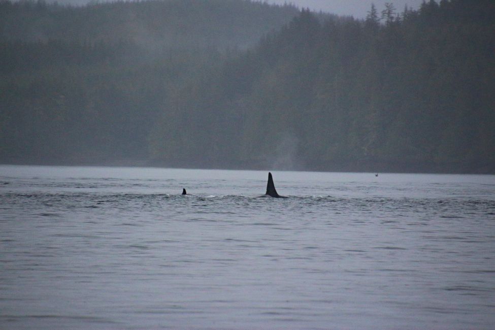 Seasmoke Whale Watching Tour