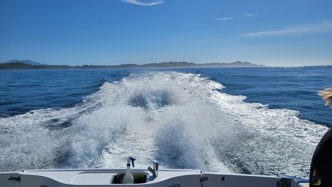 Delfin-Balett vor der South Bay in Kaikoura