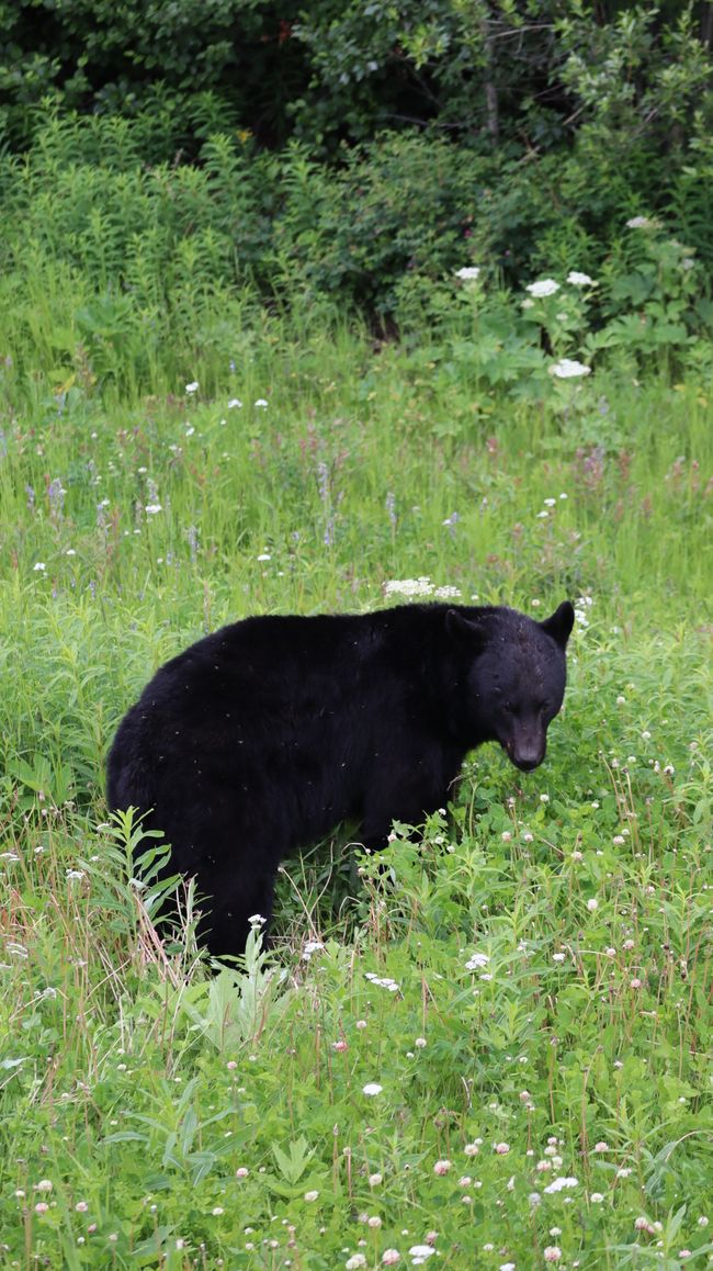 Black Bear Cub