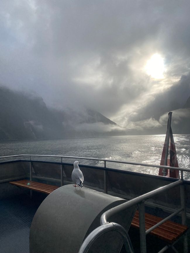 Road trip to Milford Sound