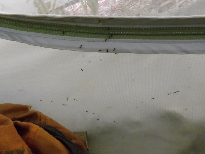 Comment les fourmis sont-elles entrées dans la tente ?