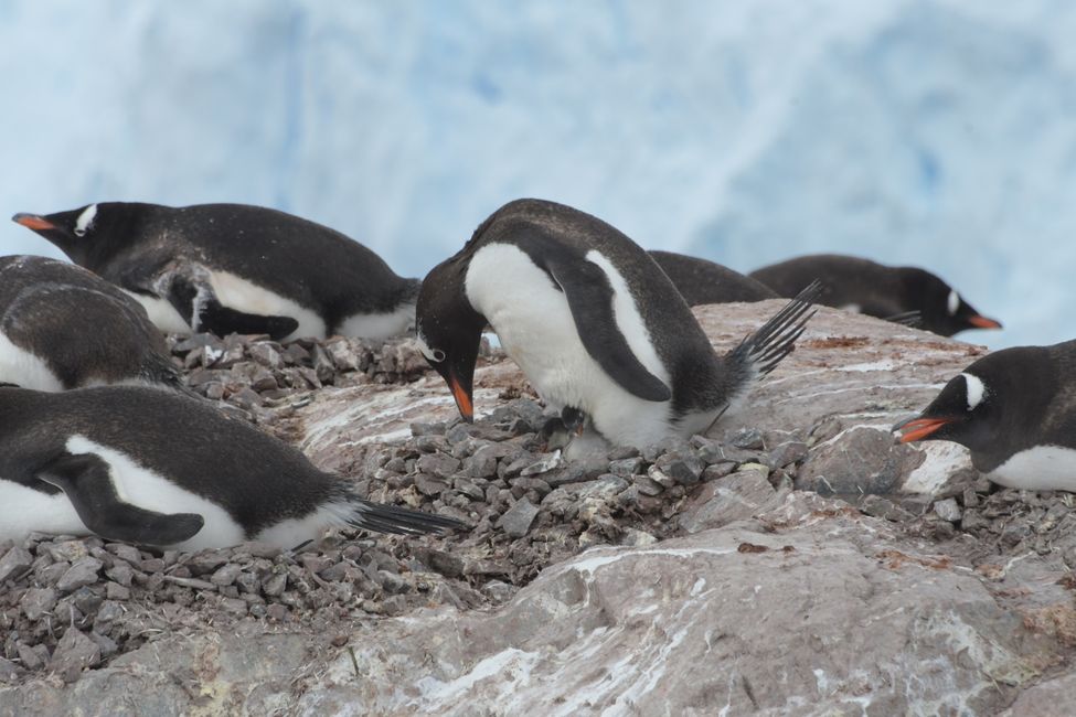 Eselspinguine mit Küken / Gentoo penguins with chicks